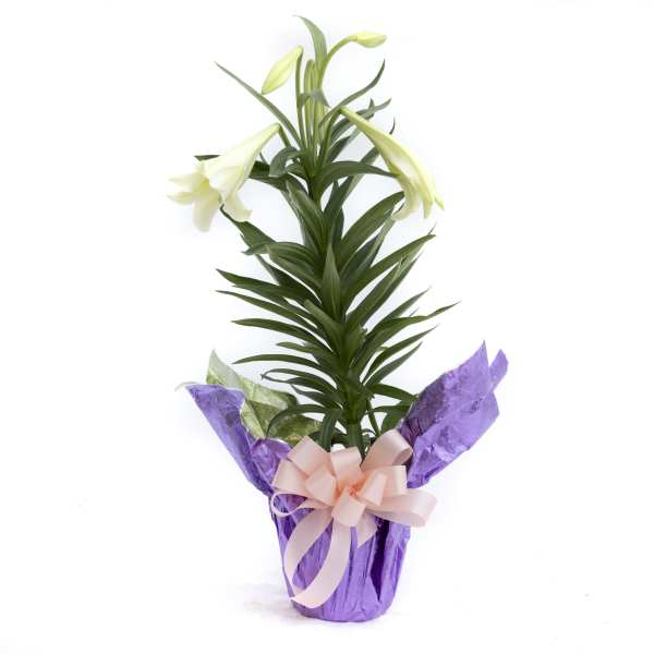 Easter Lily