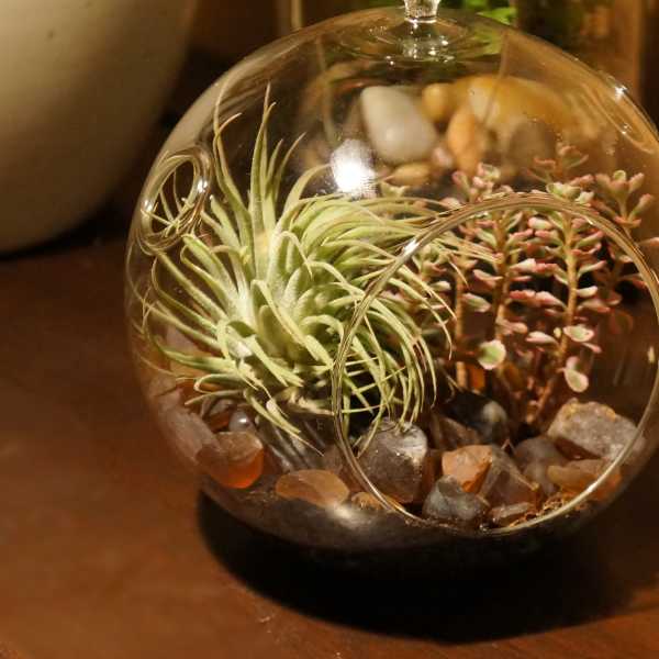 Hanging glass terrarium globe with an air plant, small succulent, and decorative stones.