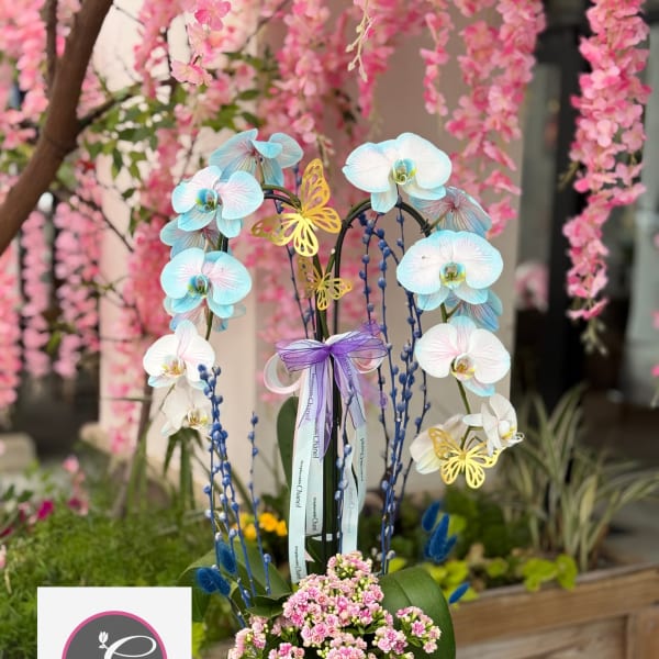 Orchid Arrangement #17