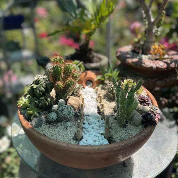 Pathway Succulent Dish