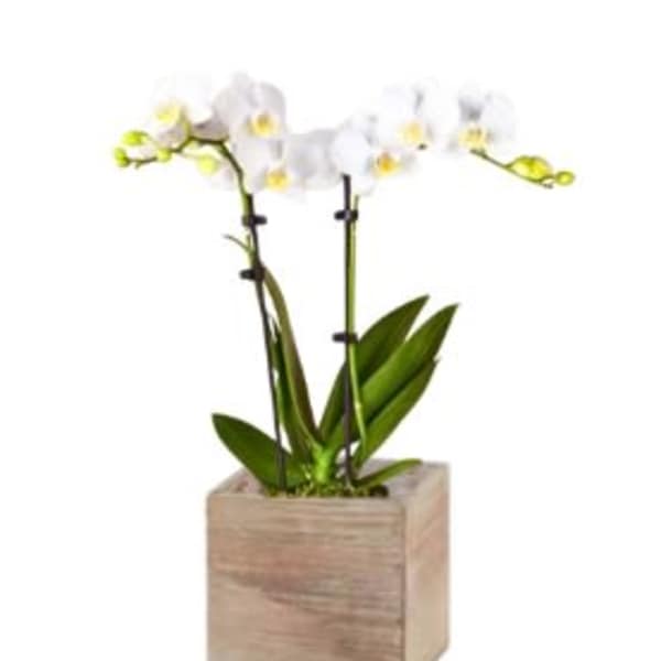 Easter Orchid in White with Bow