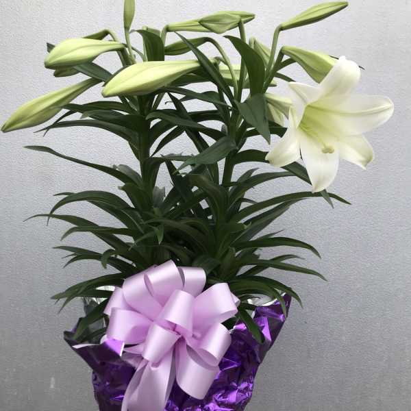 Easter Lily plant