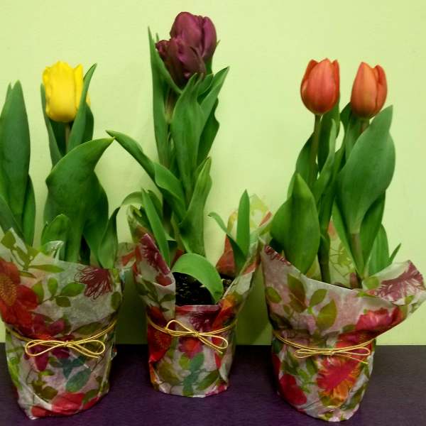 Small Tulip Plant (Assorted Plant)