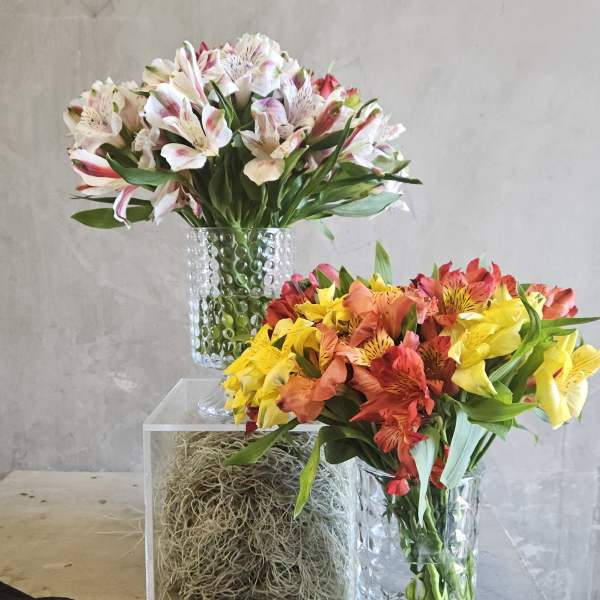 Peruvian Lily Serenade