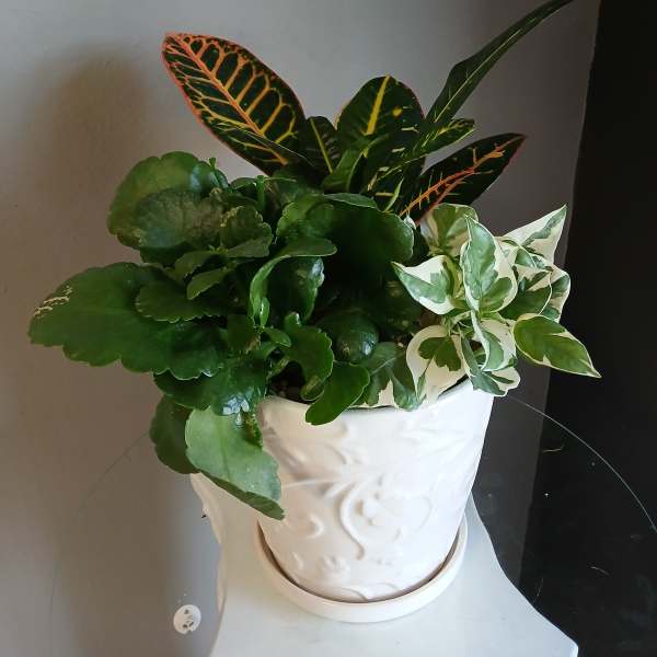 Mixed foliage houseplant in a white ceramic pot
