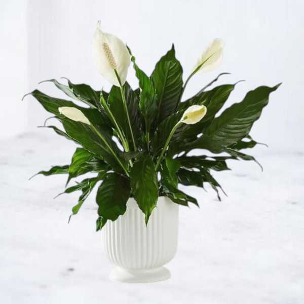 Potted peace lily plant with white blooms and glossy green leaves in a white ceramic pot