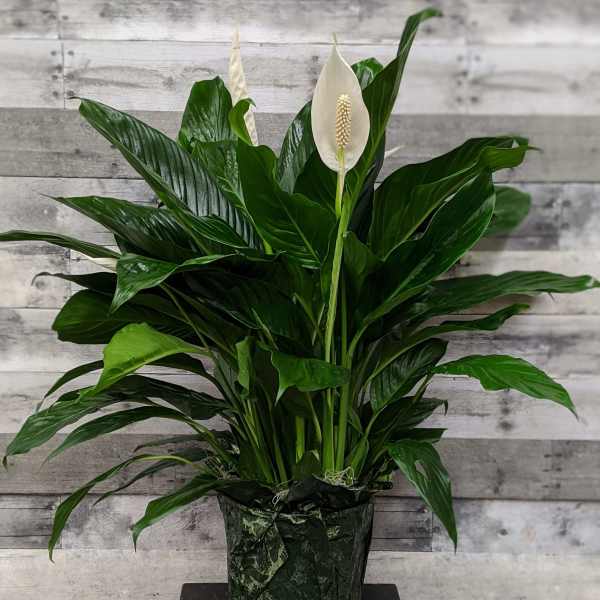Potted peace lily with white blooms and glossy green leaves