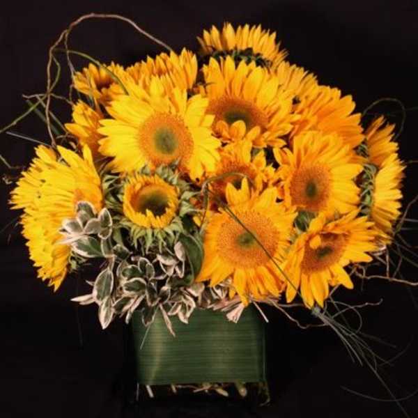Classic Sunflowers