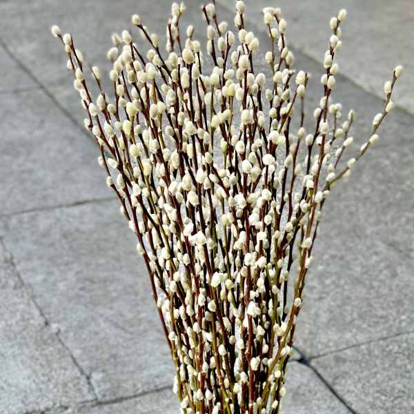 Tall bundle of pussy willow branches in a black vase
