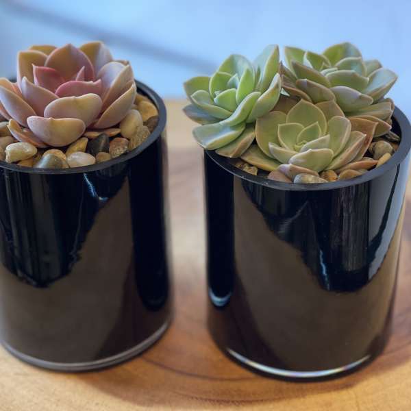 Two small potted succulents in black containers with pebbles on top