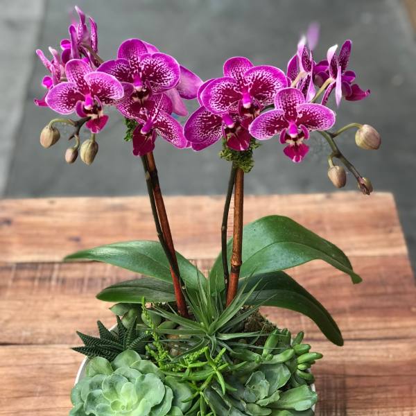 Purple orchids in a white bowl planter with assorted succulents