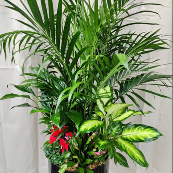 Tall potted tropical plant arrangement with broad green fronds and variegated leaves