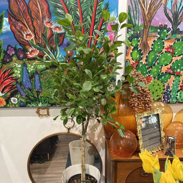 Green Island Ficus Tree