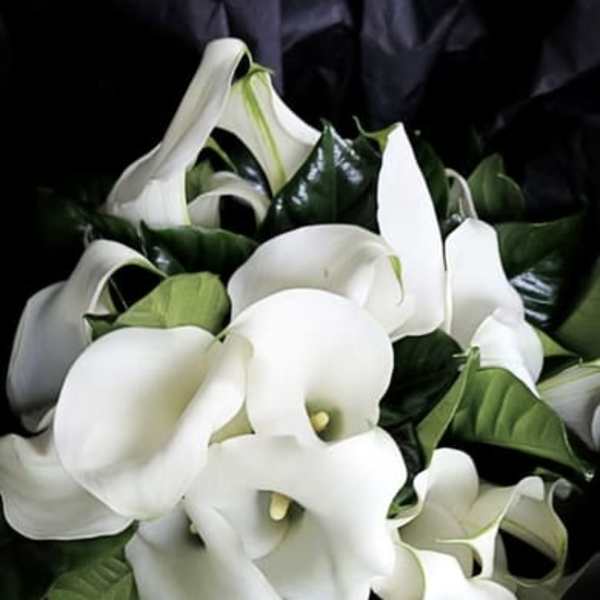 Suzanne Cummings Original 28