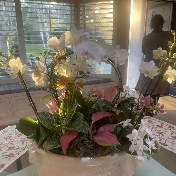 Low white ceramic planter with white orchids and pink tropical flowers indoors