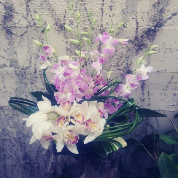 Whimisical Orchids