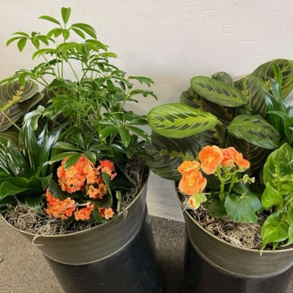 European Dish Garden - Medium