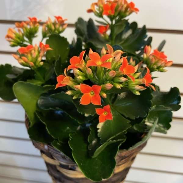 Kalanchro Orange