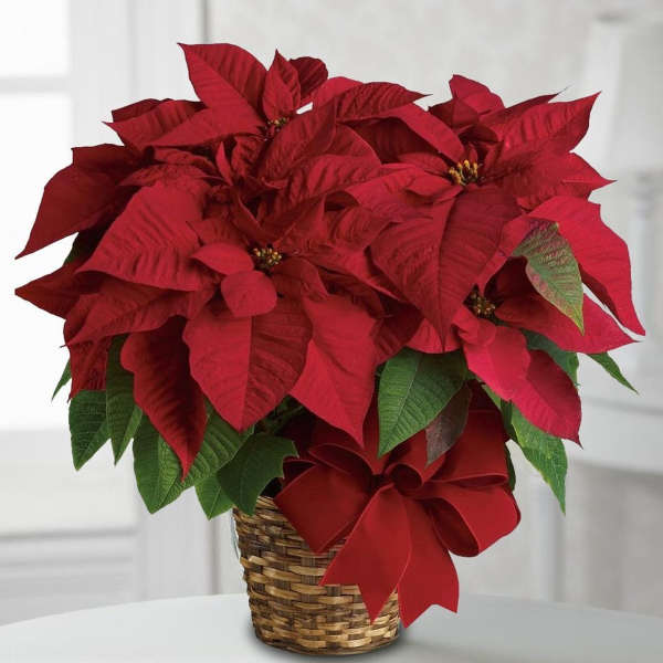Poinsettia Basket