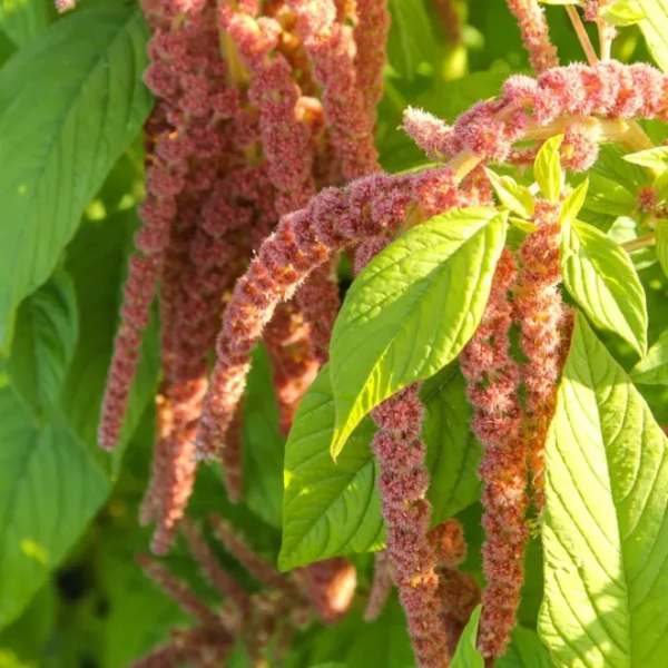 Amaranth Coral Fountain