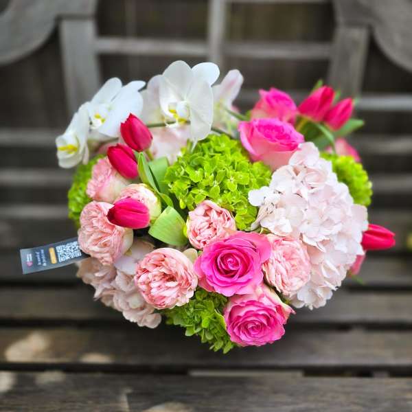 Springtide Phalaenopsis