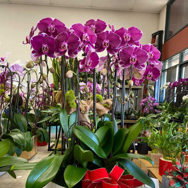 Large planter of fuchsia phalaenopsis orchids in a white bowl with a red bow