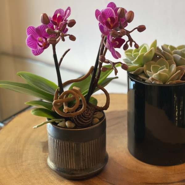 Two potted plants: a pink orchid and a succulent arrangement in black containers