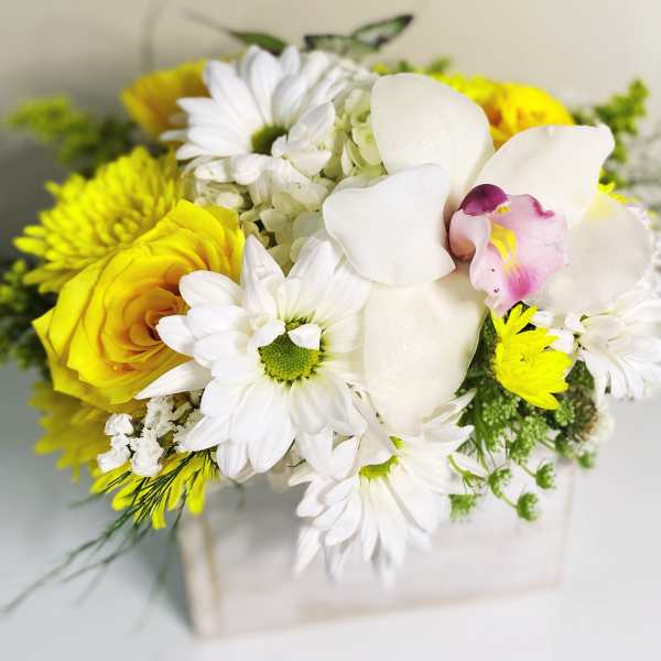 Sending Sunshine box