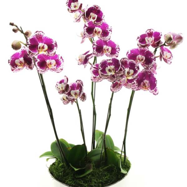 Potted purple and white orchid plant with multiple stems in a white container