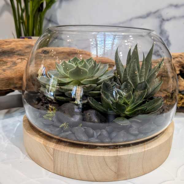 Low glass bowl terrarium with mixed green succulents and black stones on a wooden base