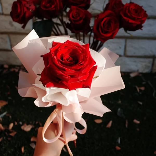 Fresh Single Rose – Wrapped with Love