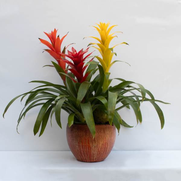 Potted bromeliad plant with red, orange, and yellow blooms