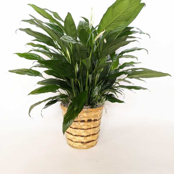 Potted peace lily in a woven basket planter