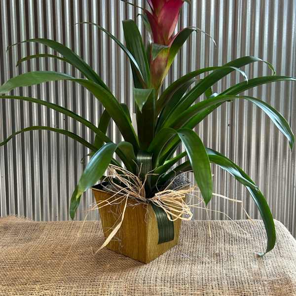 Potted bromeliad with red bloom and long green leaves