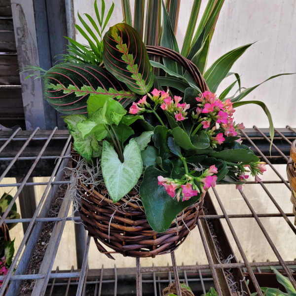 Basket planter with pink flowers and assorted green foliage
