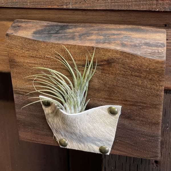 Wall-mounted air plant in a small hide pocket on a rustic wooden plaque