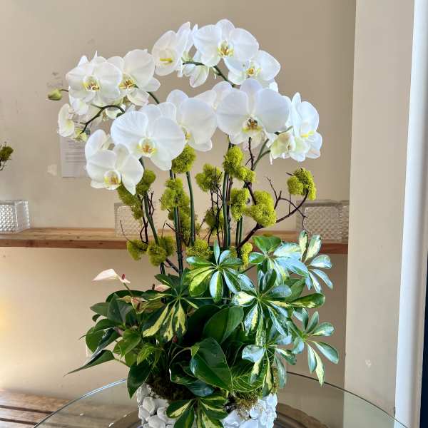 White Petal Orchid Planter