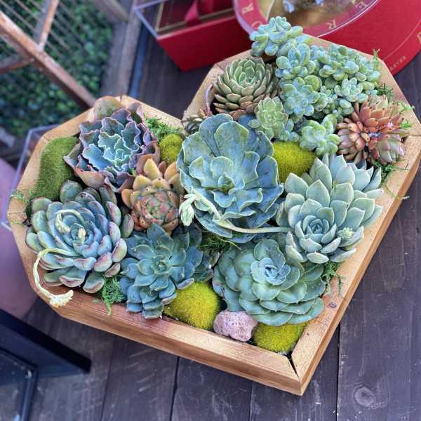 Succulent Heart