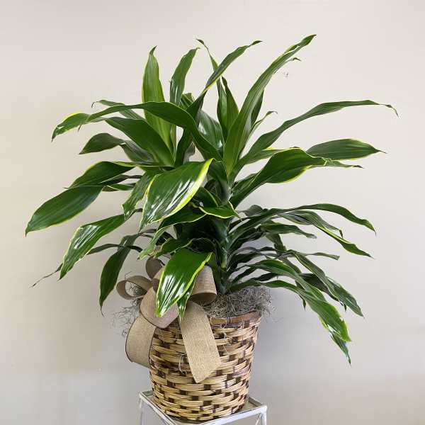 Tall green houseplant with glossy leaves in a woven basket with a burlap bow