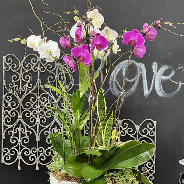 Tall orchid arrangement in a white planter with pink and white blooms