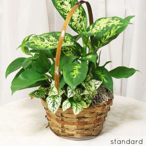 Cozy and Leafy Potted Plants