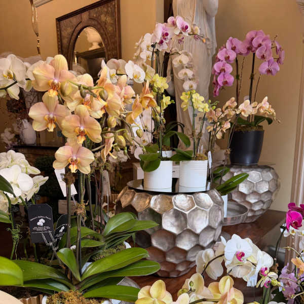 Orchid Plant of the day