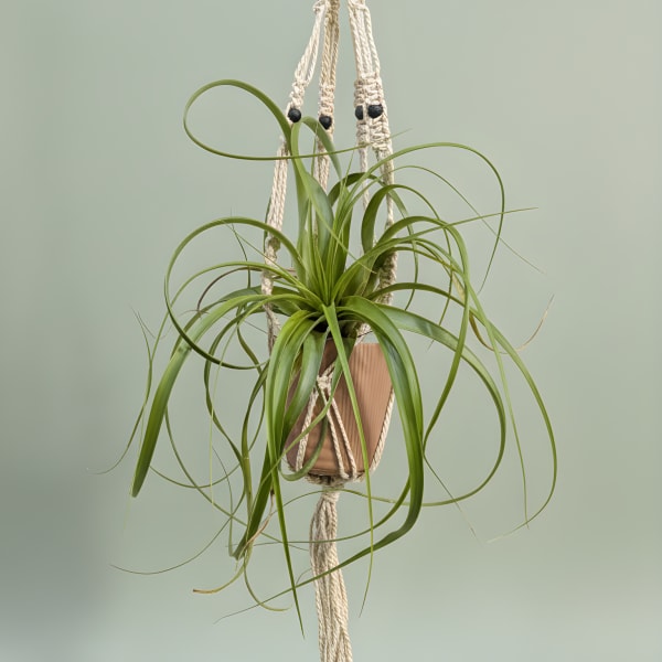 Macrame Hanging Air Plant