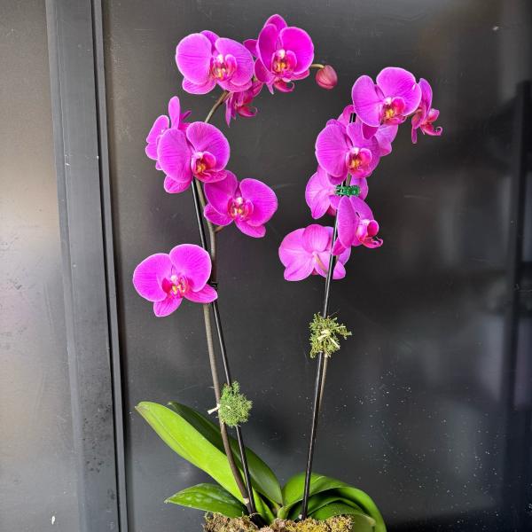 Bronze Elegance-dual purple orchid