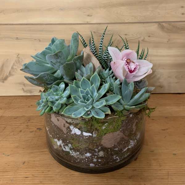Succulent arrangement in a glass bowl with a pink orchid bloom
