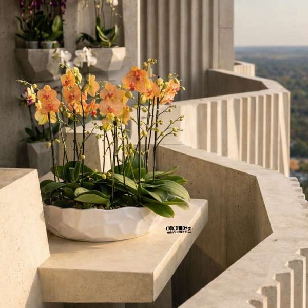 Peach and yellow phalaenopsis orchids in a white bowl on a concrete balcony with other orchids in wall planters.