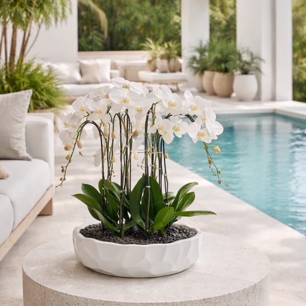 White Phalaenopsis Orchid – Elegant Hostess Gift