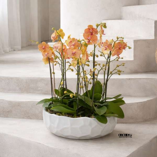 Peach Phalaenopsis Orchids – Elegant Maison Design