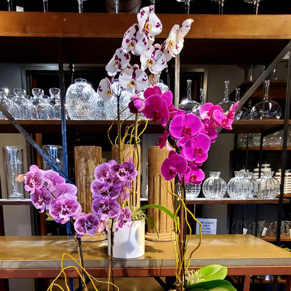 Tall potted purple and white phalaenopsis orchids in modern white containers on a shop display
