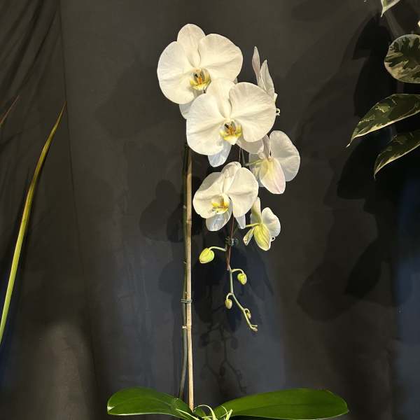 White phalaenopsis orchid plant with air plant in a moss-filled glass container against a dark background